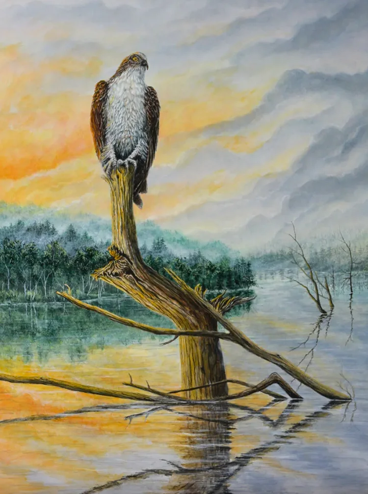 painting of an osprey entitled Breakfast Watch by C.F. Lawrenson