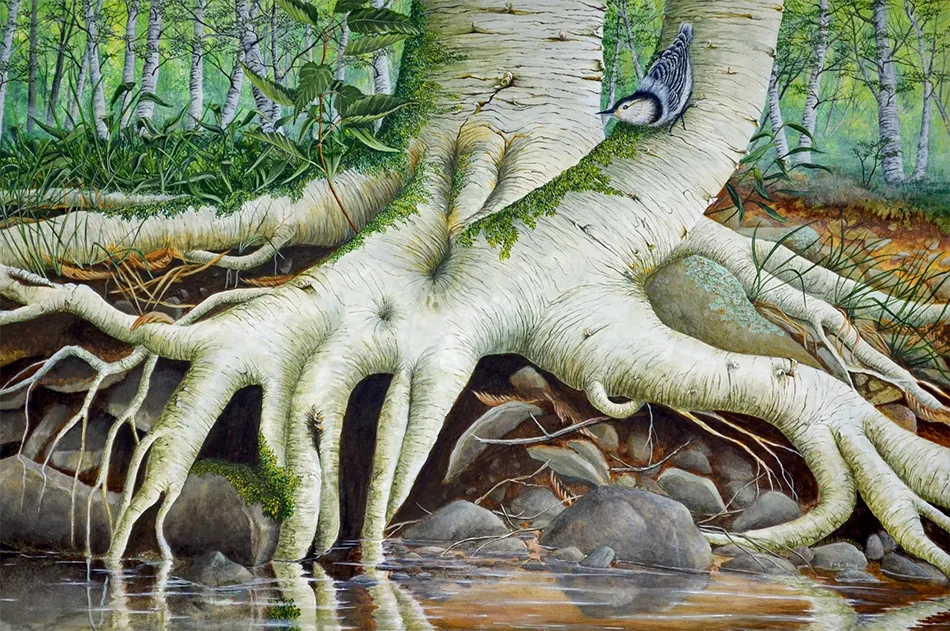 Tentacles: A Painting by C.F. Lawrenson - White Breasted Nuthatch